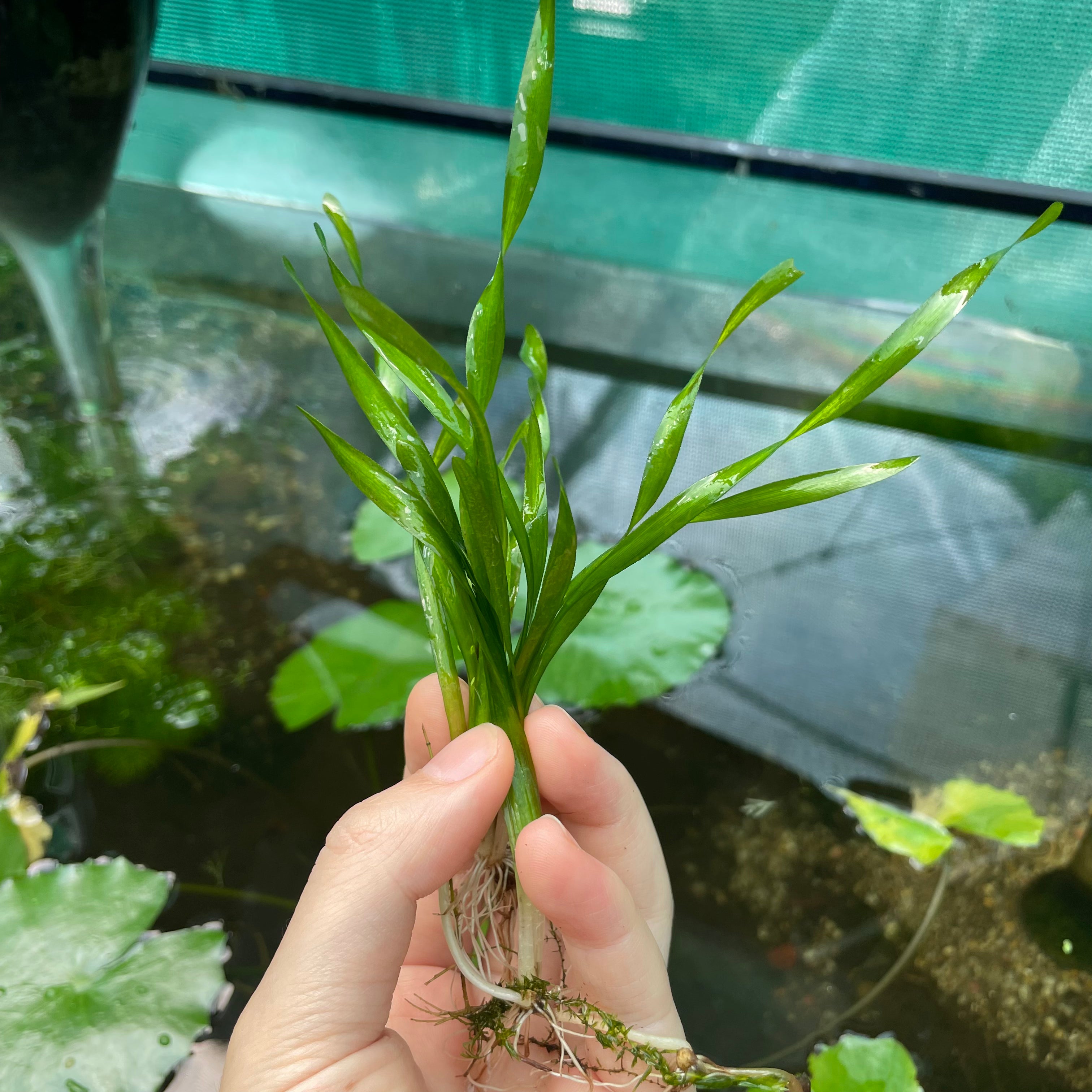 Corkscrew vallisneria - Vallisneria asiatica 'corkscrew'