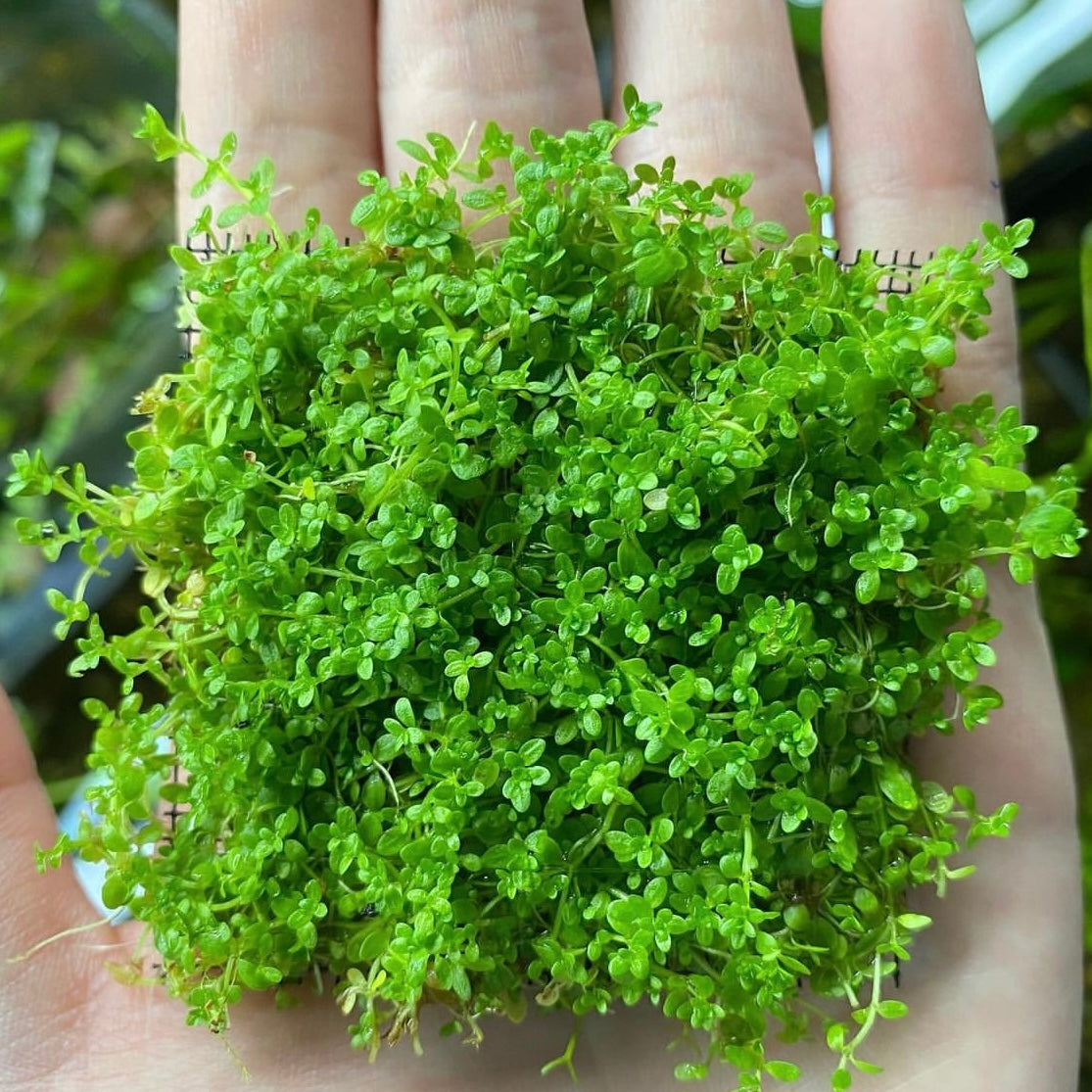 HC Cuba - Hemianthus callitrichoides