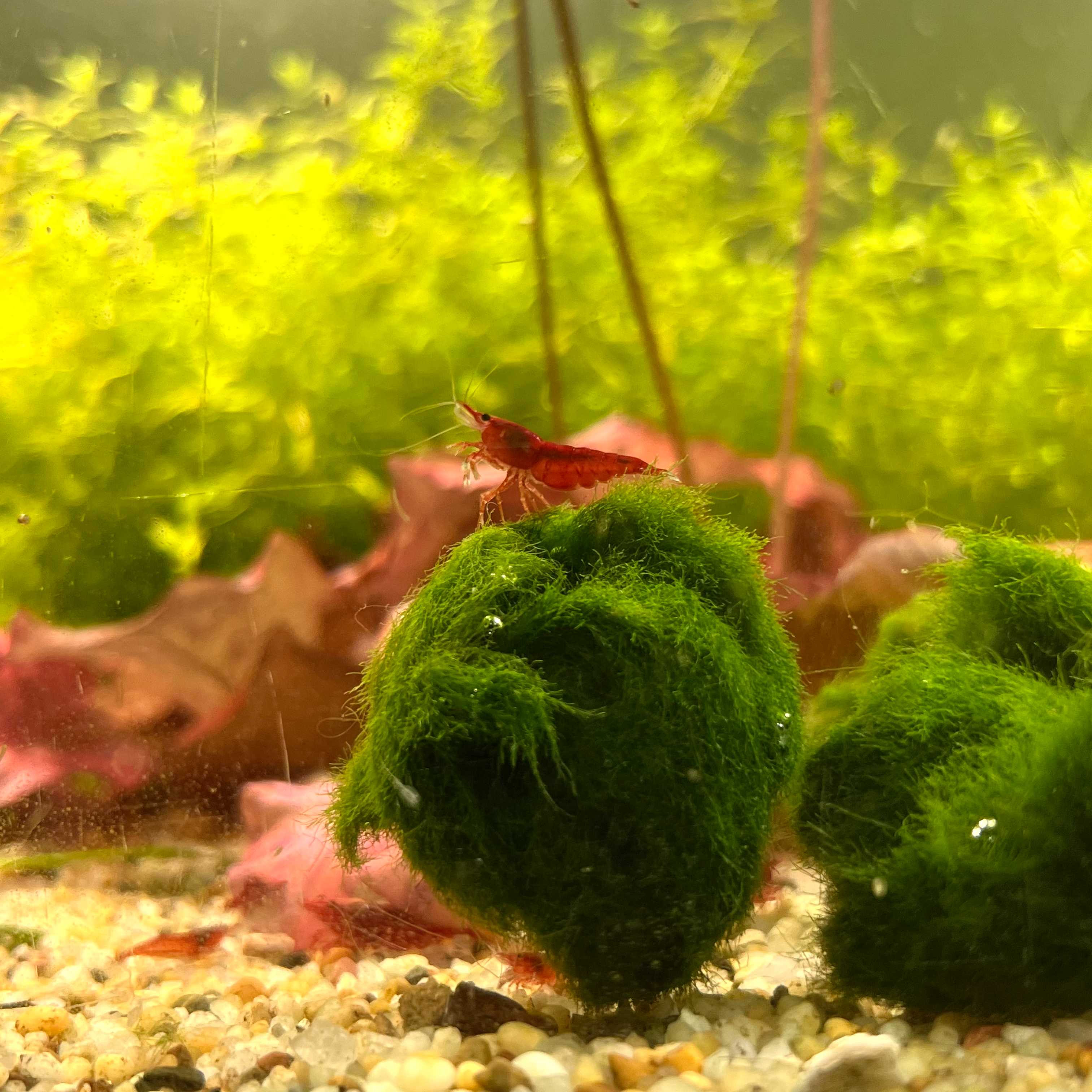 Marimo Moss Ball – Aegagropila linnaei