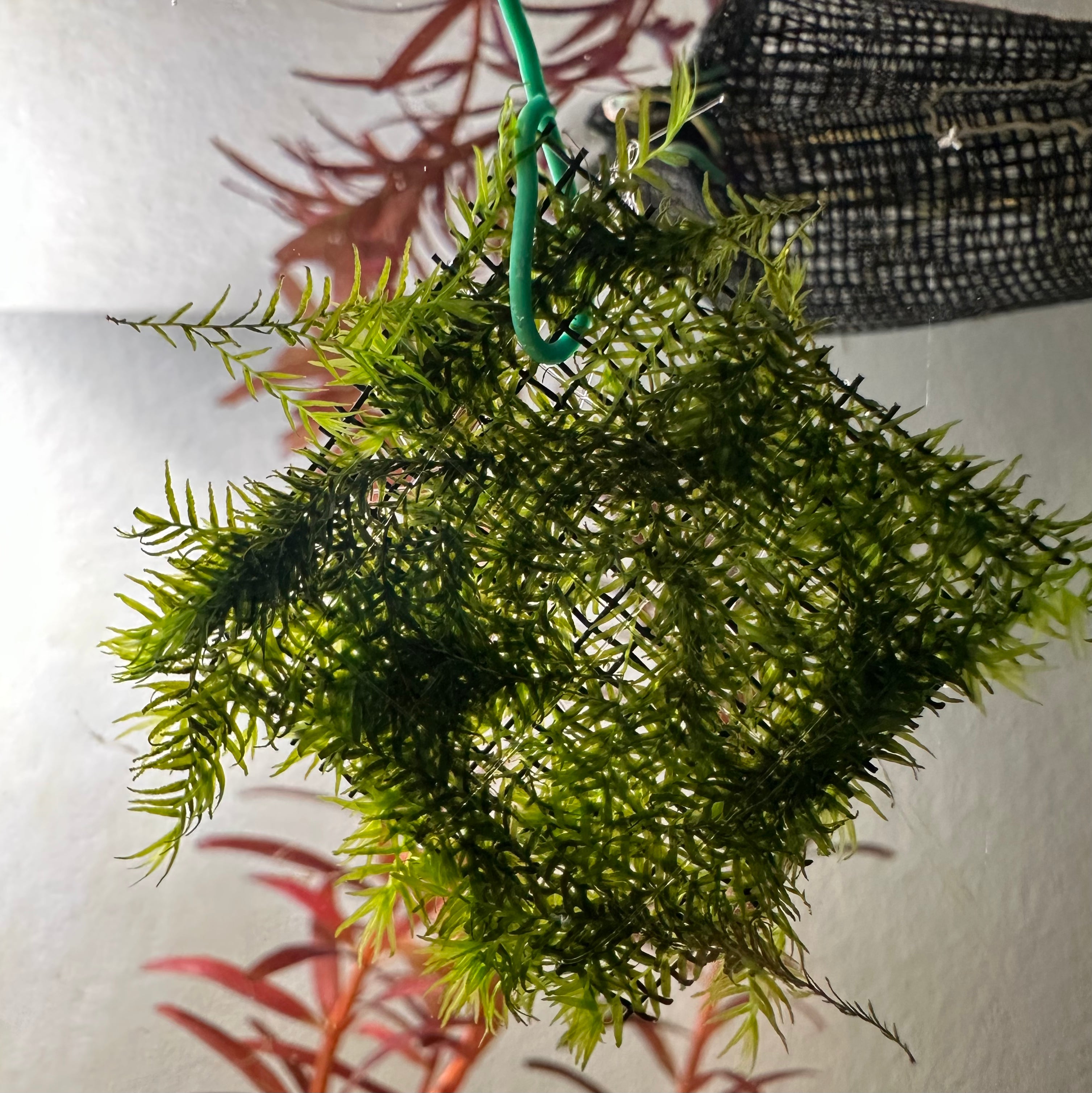 Phoenix Moss - Fissidens fontanus