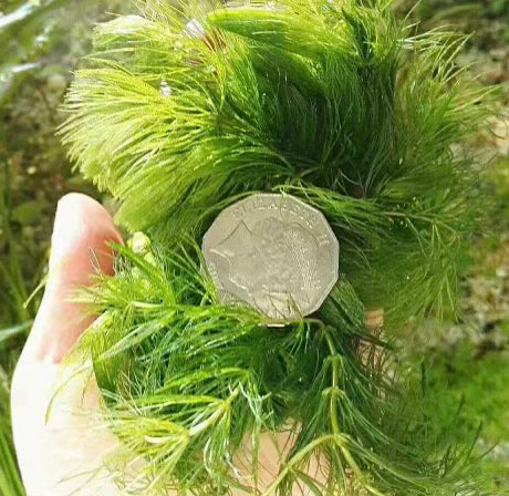 Hornwort – Ceratophyllum demersum