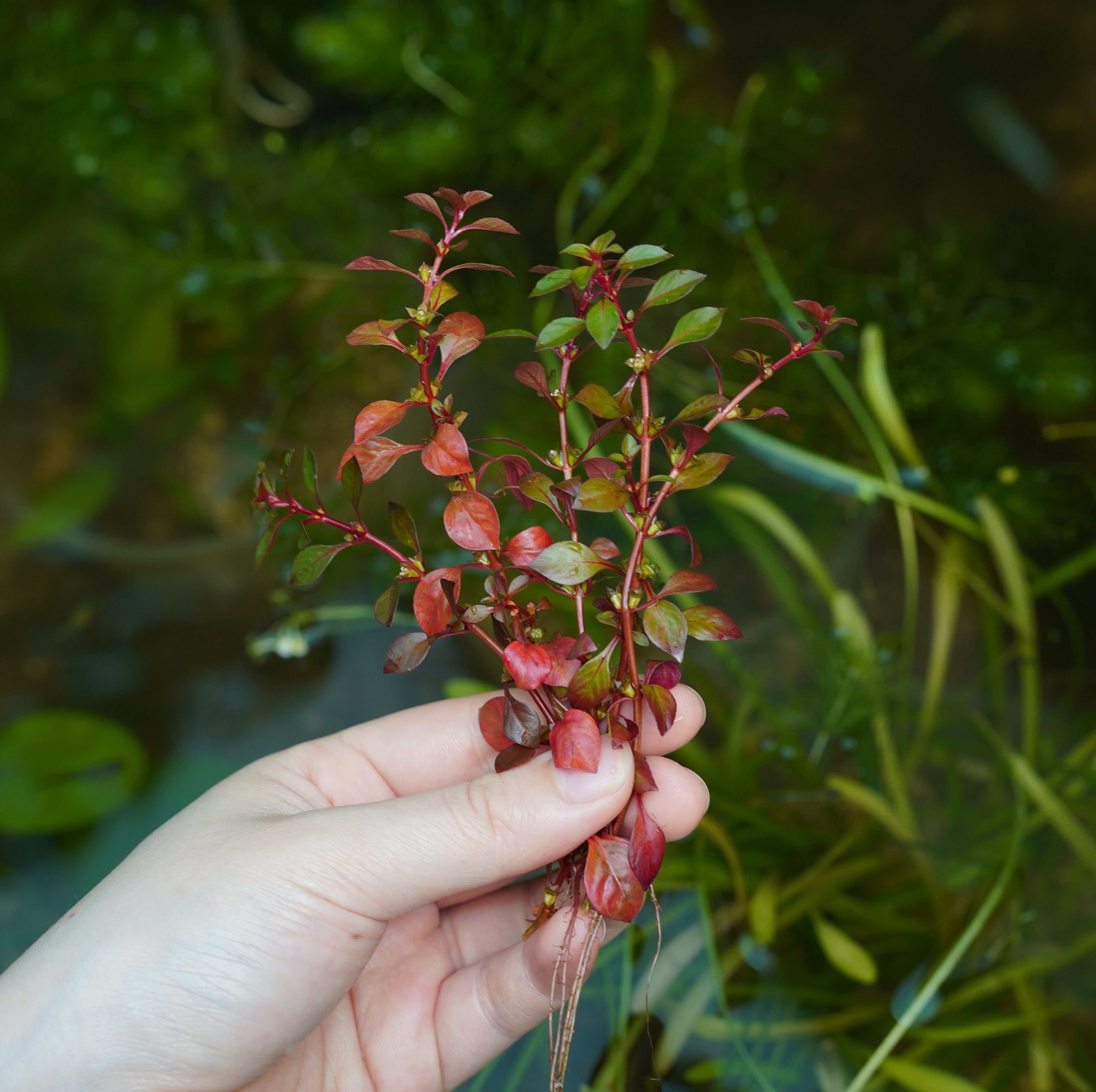 Ludwigia palustris 'Super Red'