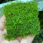 Floating Crystalwort - Riccia Fluitans