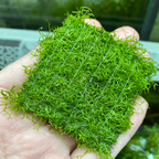 Floating Crystalwort - Riccia Fluitans