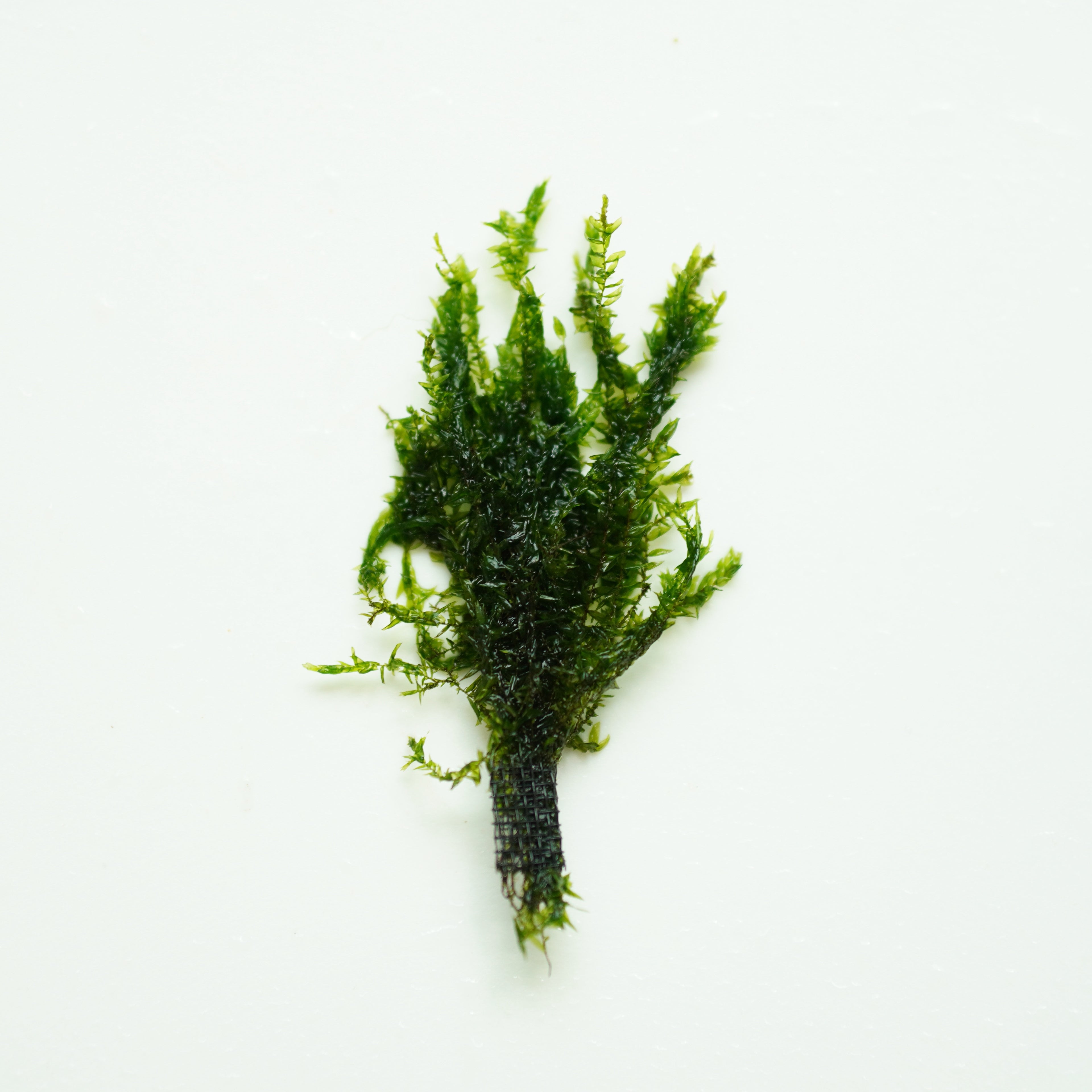 Willow Moss - Fontinalis antipyretica