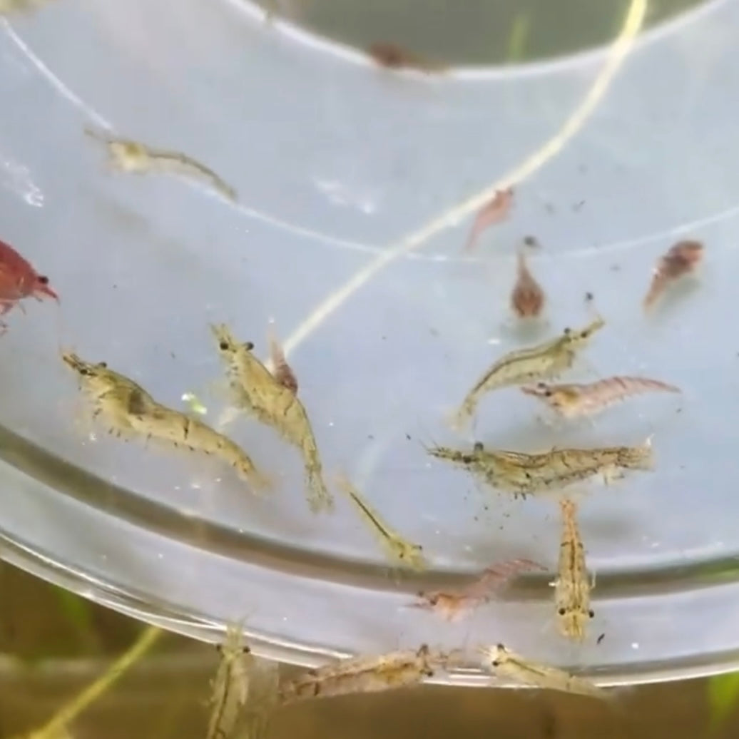 A group of wild coloured Cherry Shrimp standing on a plastic container submerged in a freshwater aquarium