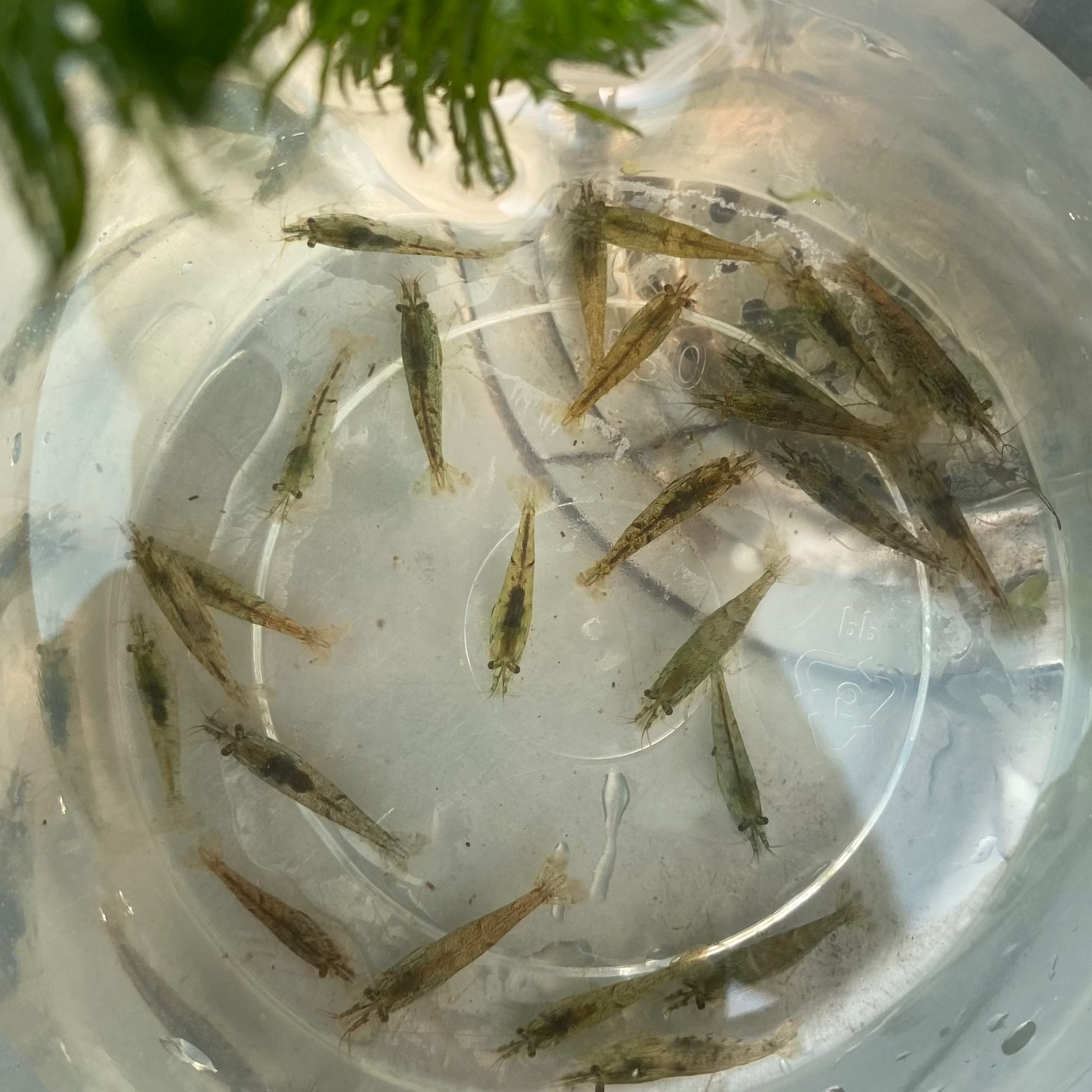 A group of wild coloured Cherry Shrimp inside of a container filled with water