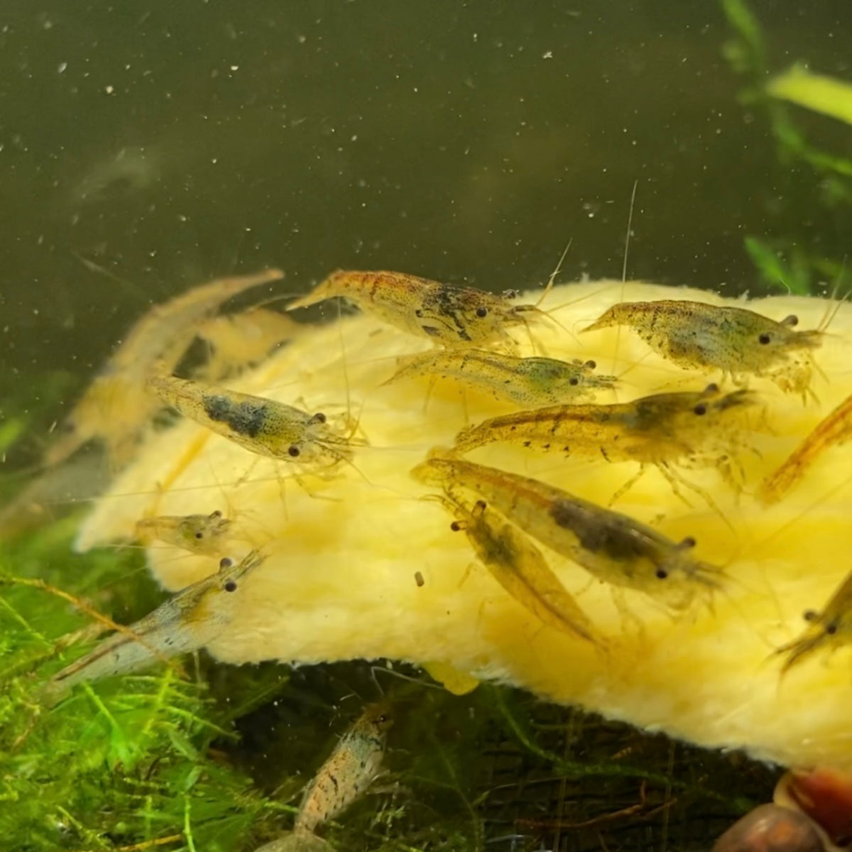 A group of wild coloured Cherry Shrimp grazing on food inside a planted aquarium