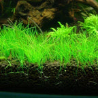 Dwarf Hairgrass Eleocharis acicularis in the foreground of a freshwater aquarium