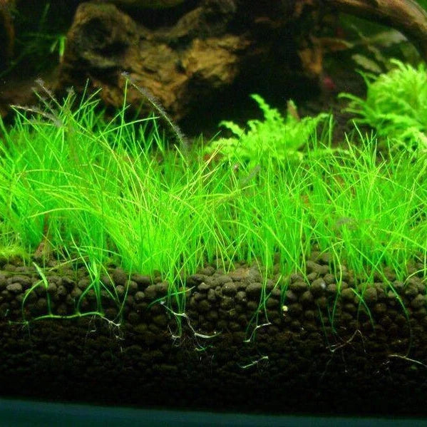 Dwarf Hairgrass Eleocharis acicularis in the foreground of a freshwater aquarium