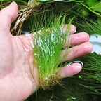 Hand holding Dwarf Hairgrass Eleocharis acicularis for aquarium planting