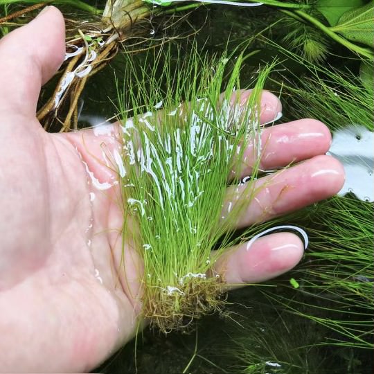 Hand holding Dwarf Hairgrass Eleocharis acicularis for aquarium planting