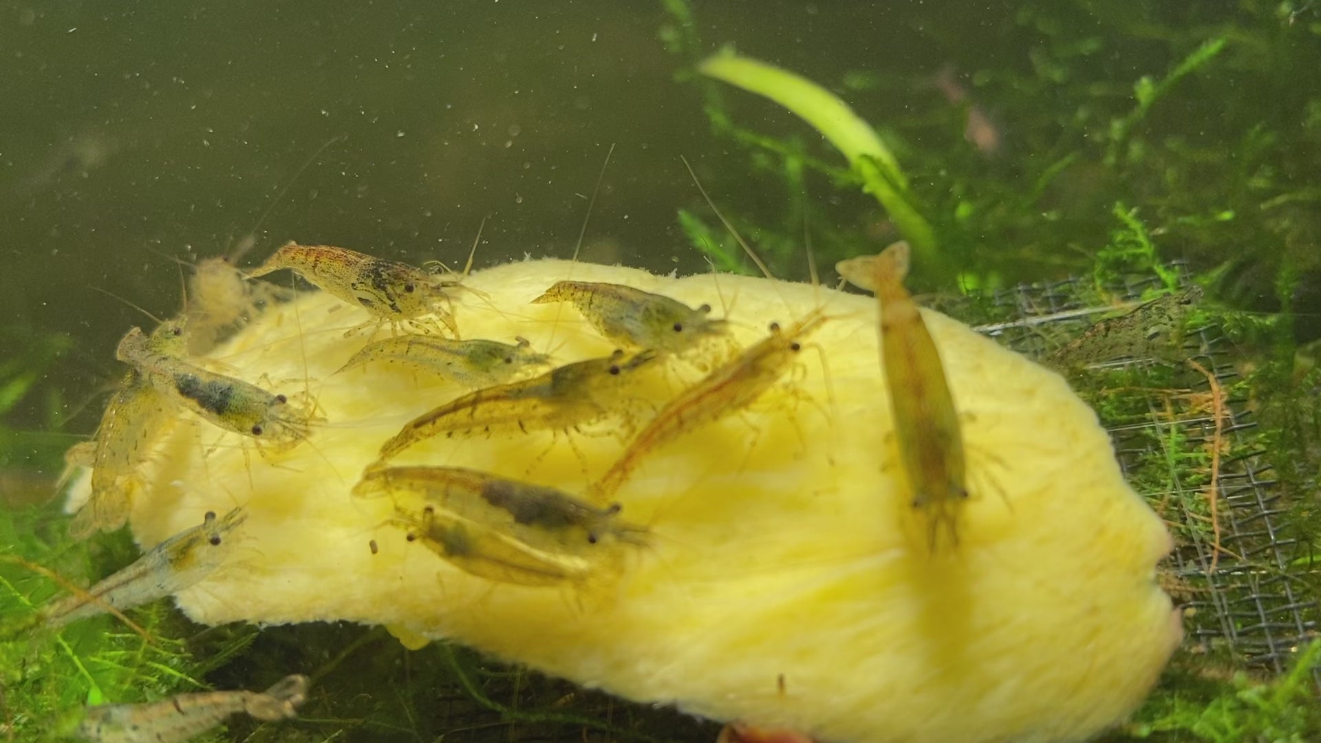 A group of wild colouring Cherry Shrimp grazing on food inside of a planted aquarium