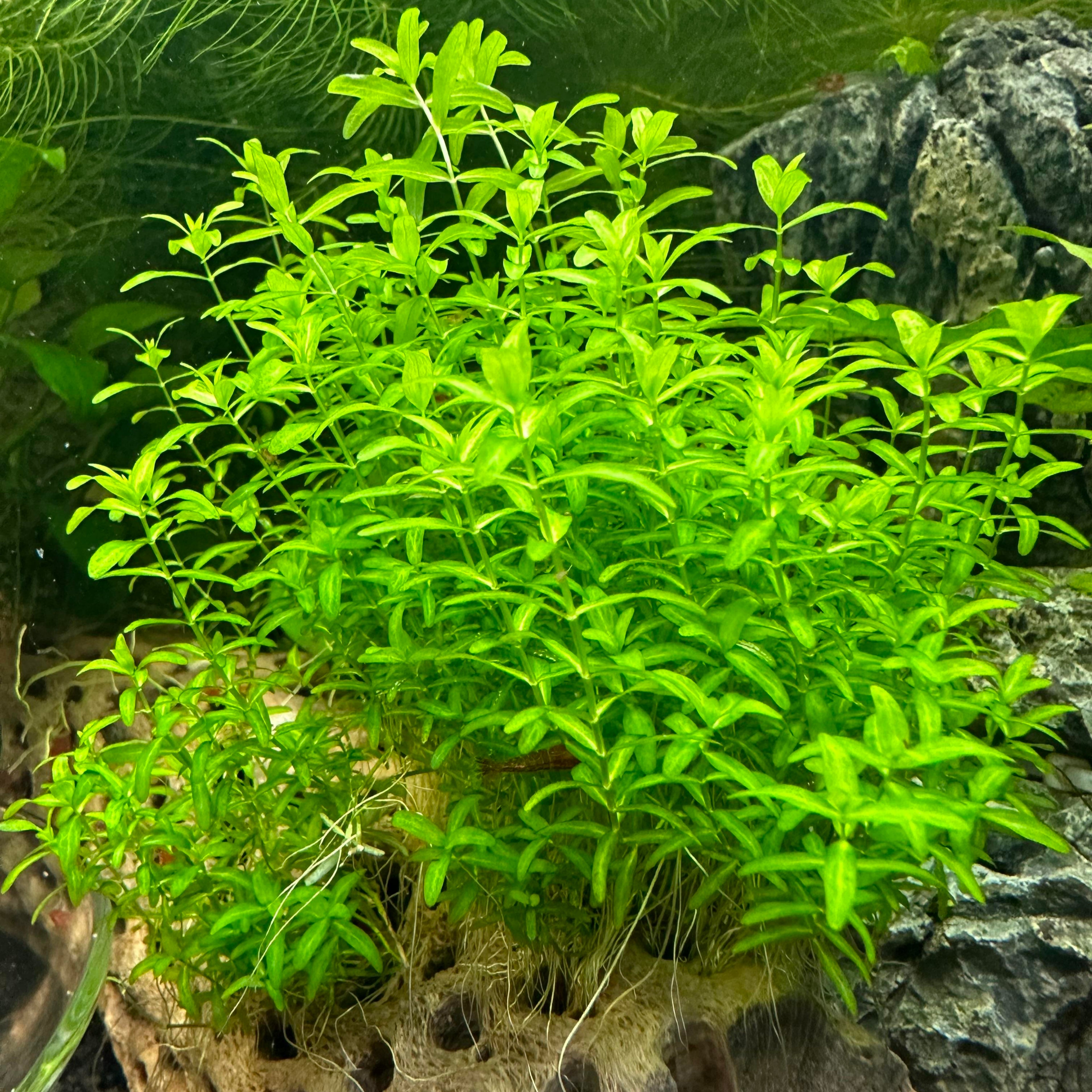 Pearlweed - Hemianthus glomeratus