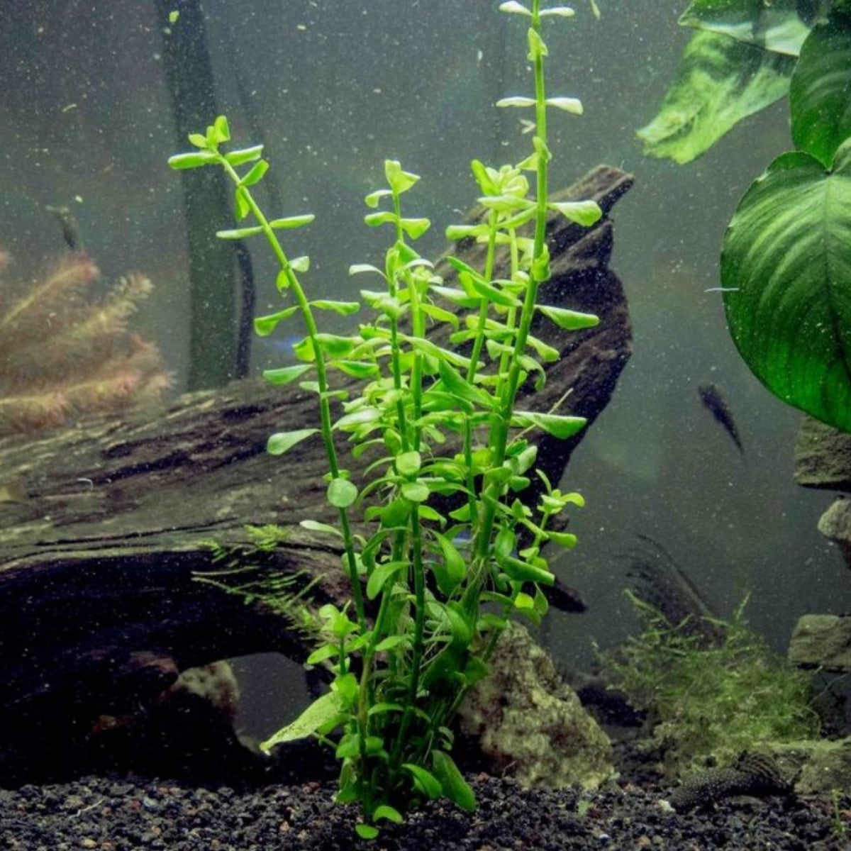 Water Hyssop - Bacopa monnieri